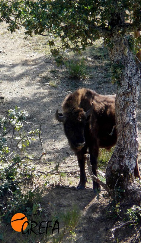 Macho joven de bisonte europeo. European bison. Bison bonasus.