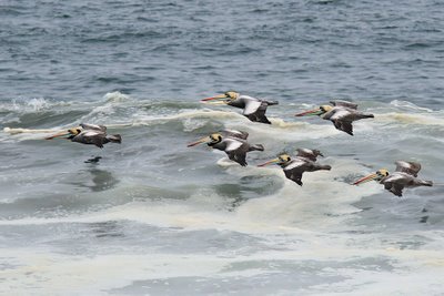 Pelicanos peruanos (Pelecanus thagus) desde la misma ciudad de Lima 
