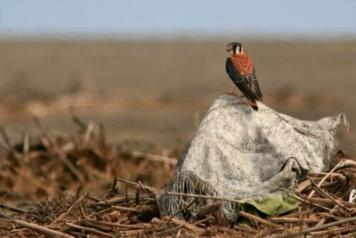 Cernícalo Yanki (Falco sparverius)
