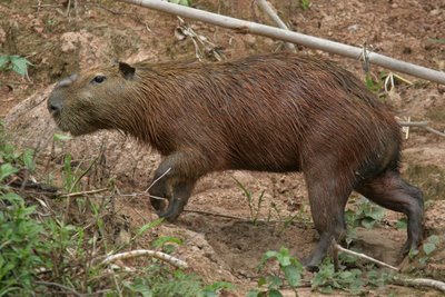 Capibaras a la vera del río Tambopata. Una de ellas con un Vaquero Pirata (Molothrus oryzivorus) sobre la cabeza 