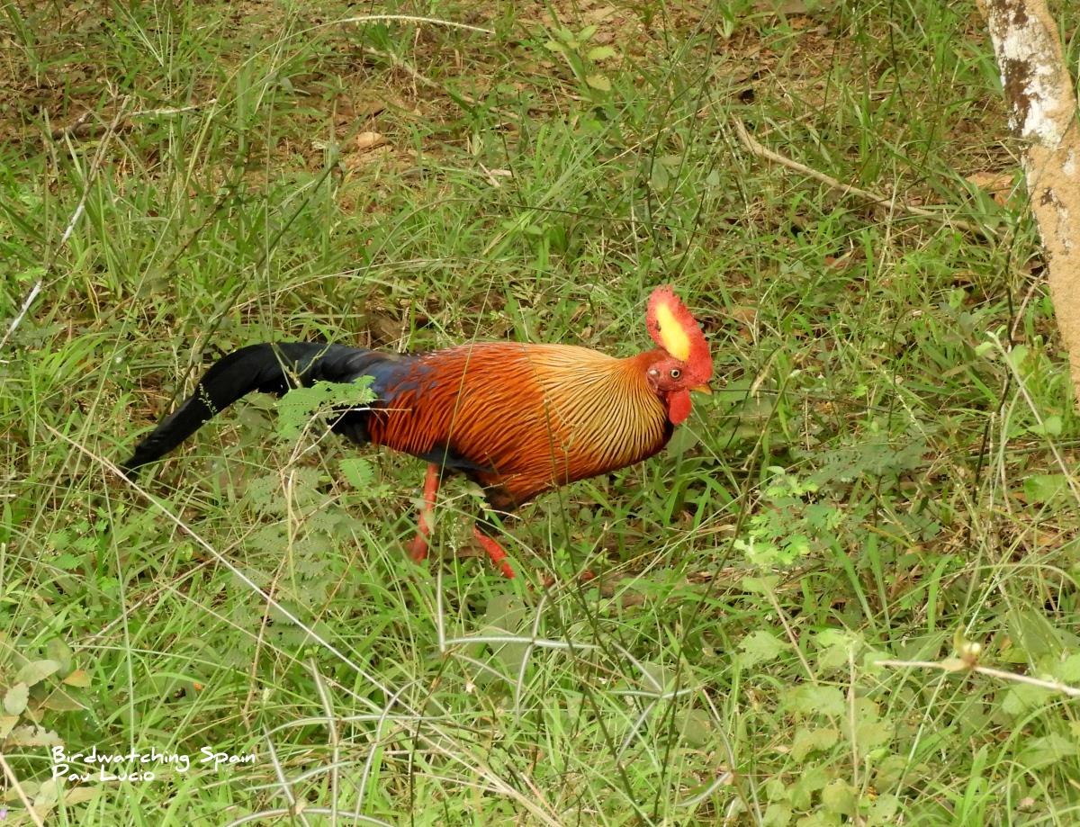 El endémico y vistoso Gallo de Ceilán