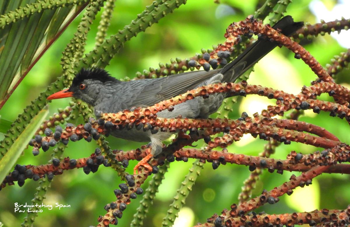 Bulbul negro