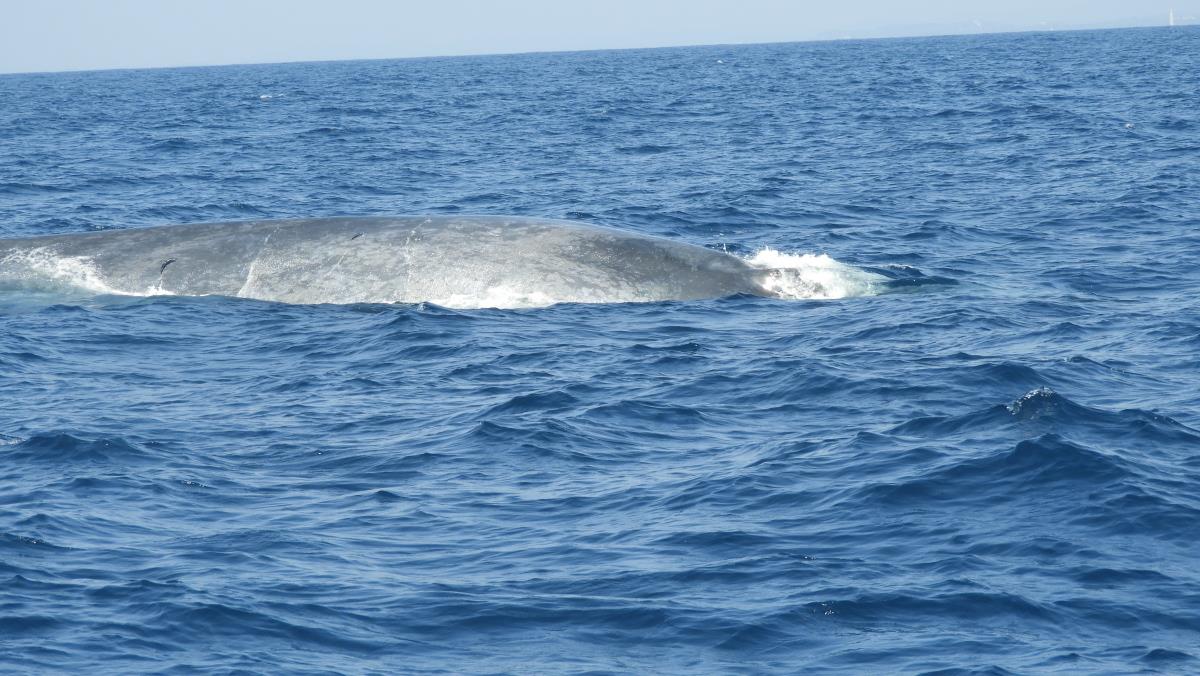 Ballena azul